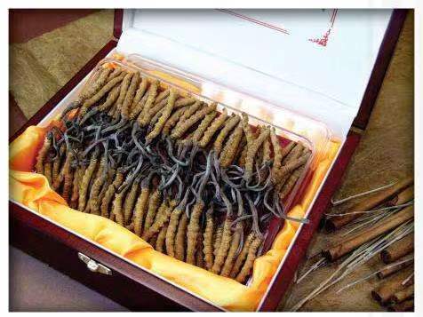 包河冬虫夏草回收